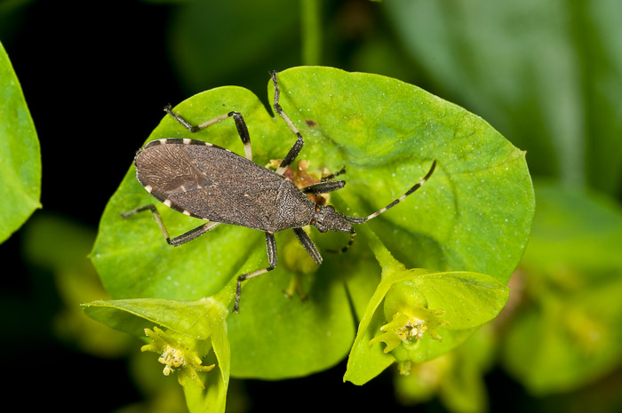 Coreidae?No: Stenocephalidae